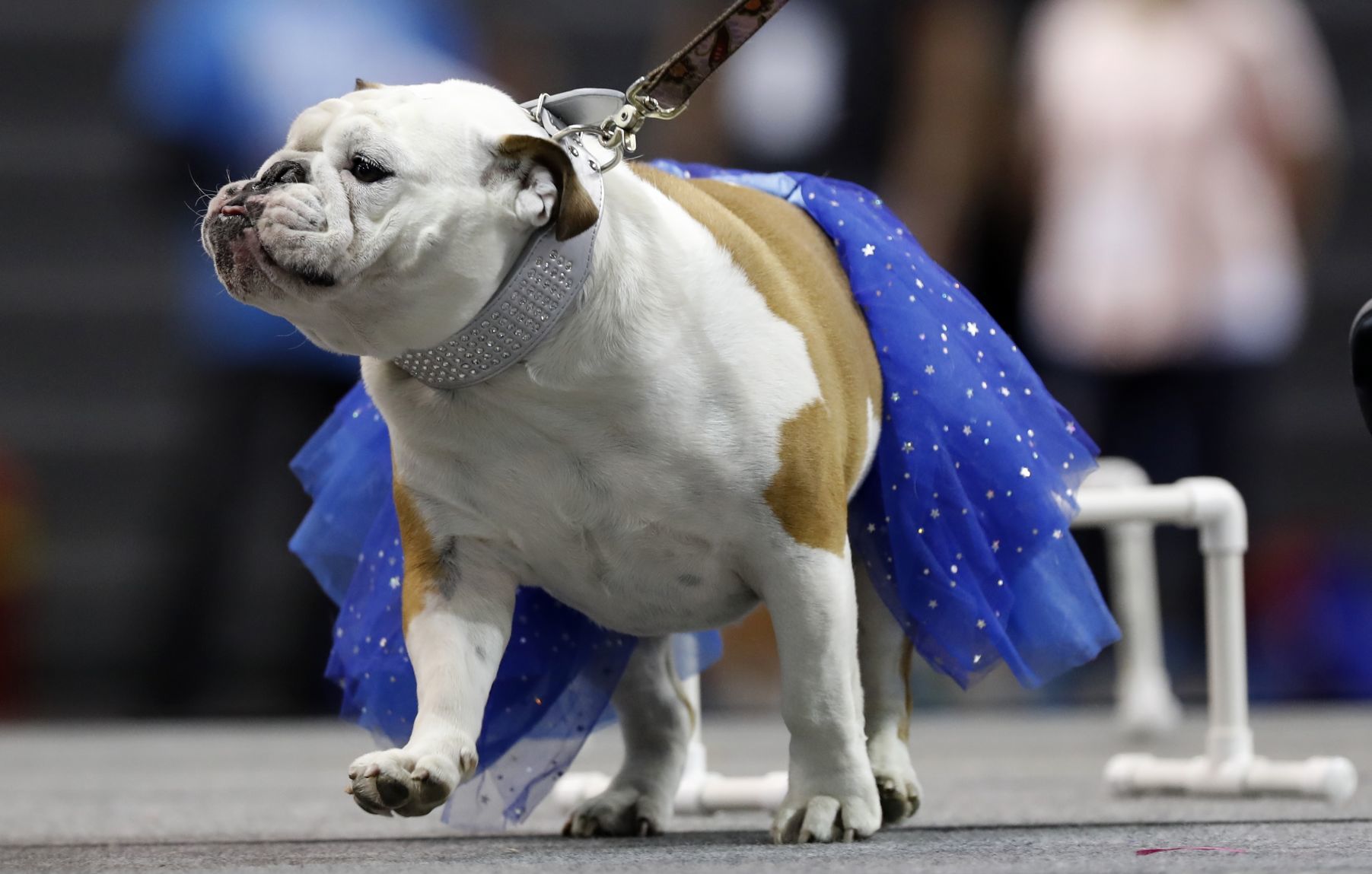 042617AP--Drake-Beautiful-Bulldogs-16